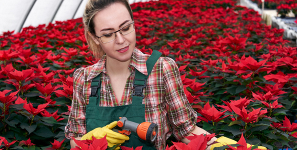 Садово-парковое и ландшафтное строительство Садово-парковое и ландшафтное строительство